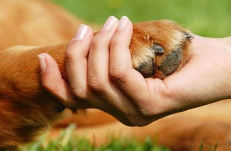 ¿Por qué el 10 de diciembre se conmemora el Día de los Derechos de los Animales?