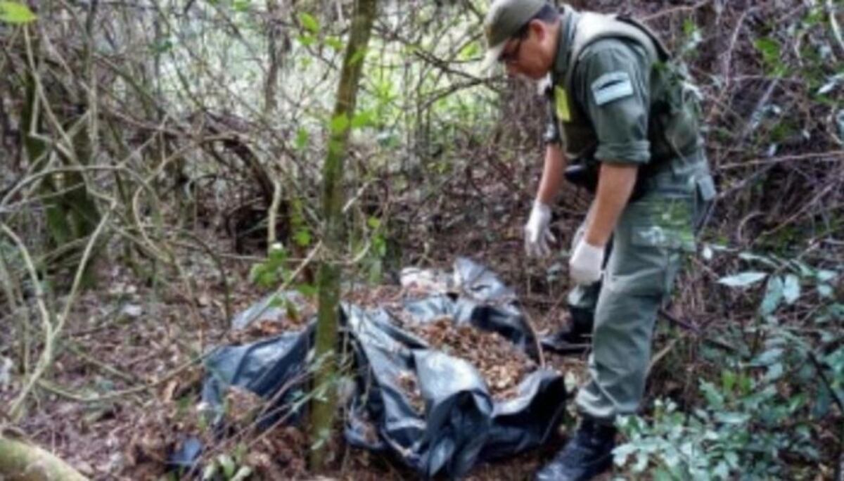 Encontraron media tonelada de marihuana en Eldorado