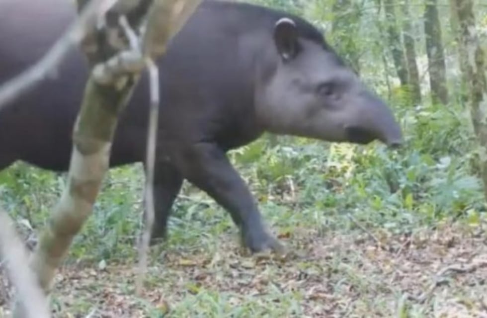 Captan a un tapir en el Parque Provincial Urugua-í