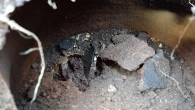 Vasija con restos indigineas