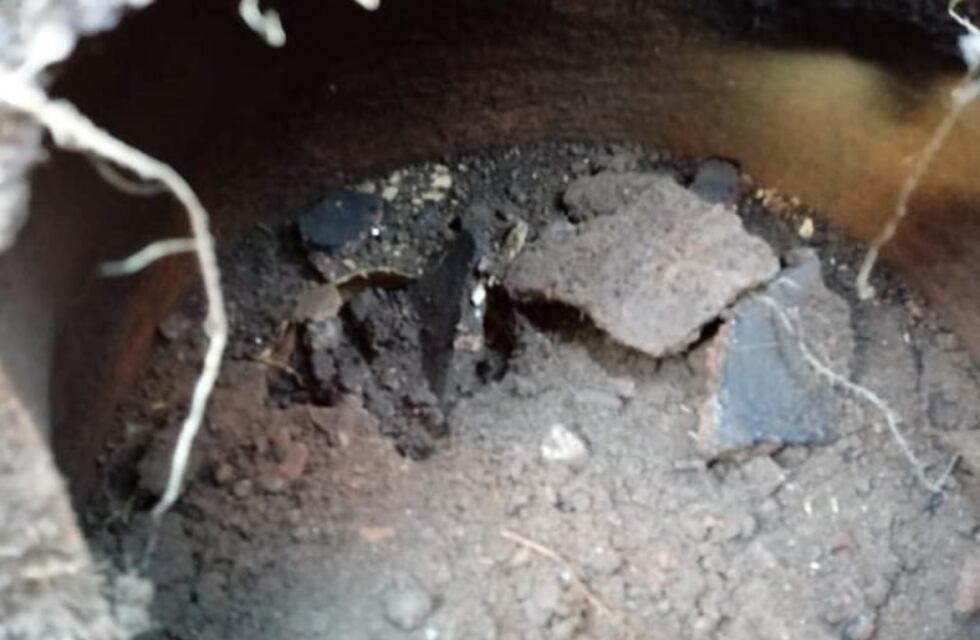 Intentaba plantar un árbol y encontró una urna con restos óseos aborígenes