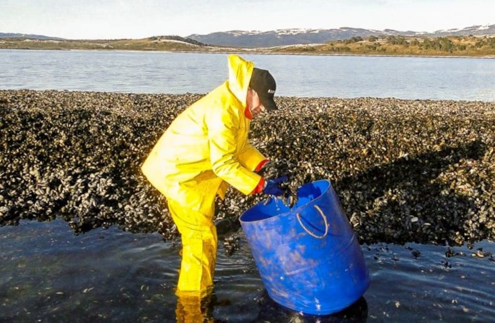 Se reanudaron los controles de moluscos bivalvos en Almanza