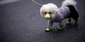 Murió el primer perro del mundo que contrajo coronavirus (Foto: imagen ilustrativa/REUTERS)