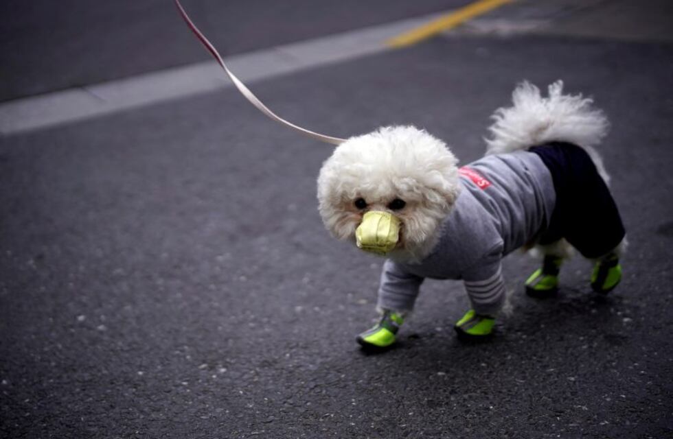 Murió el primer perro del mundo que contrajo coronavirus
