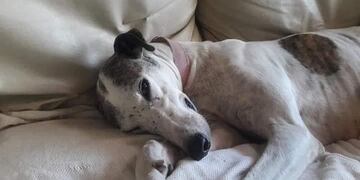 Rescatan a una perrita galgo en gravísimo estado y piden colaboración
