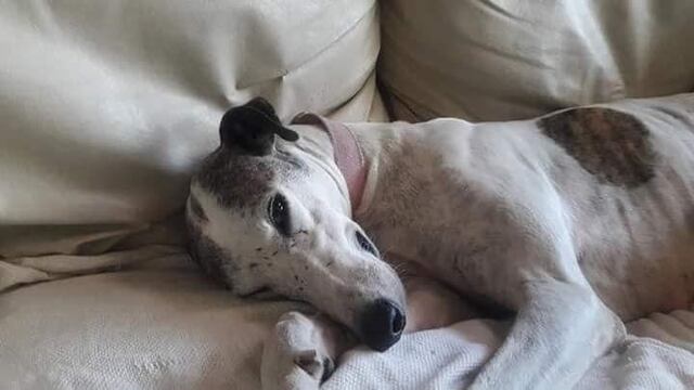 Rescatan a una perrita galgo en gravísimo estado y piden colaboración