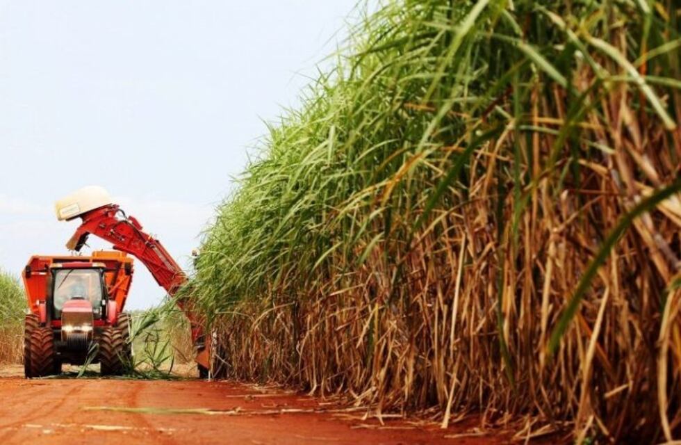 El Ingenio Tabacal anunció que no detendrá la zafra