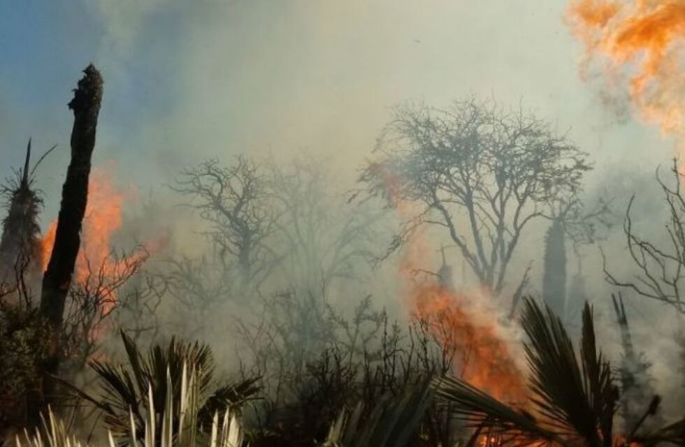 Controlan el incendio forestal el El Chamico