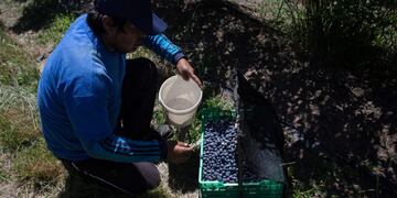 A worker puts freshly picked blueberries into a crate at the Berries del Plata farm in Zarate, Buenos Aires, Argentina, on Thursday, Nov\u002E 9, 2017\u002E Agroindustry Ministry is scheduled to release crop report figures on November 23\u002E Photographer: Erica Canepa/Bloomberg buenos aires  ganja planta de de arandanos plantacion de cultivos cosecha fruta cosechada embalaje frutas cosechados
