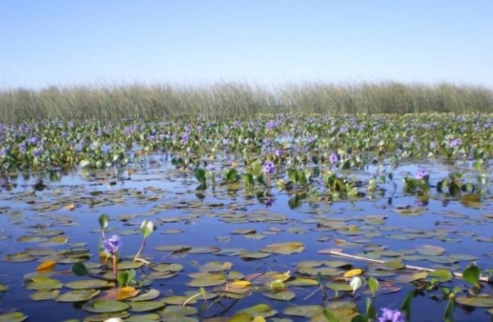 Los humedales en Argentina son tierras productivas desde hace varios siglos - por CRA