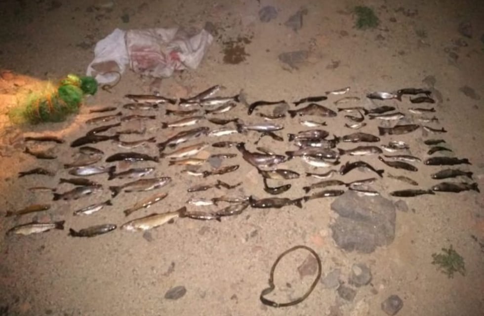Pesca ilegal en Mendoza: 90 truchas fueron secuestradas