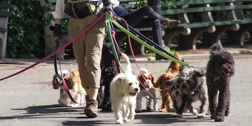 Curso gratuito de la UBA para ser paseador de perros profesional: cómo anotarse