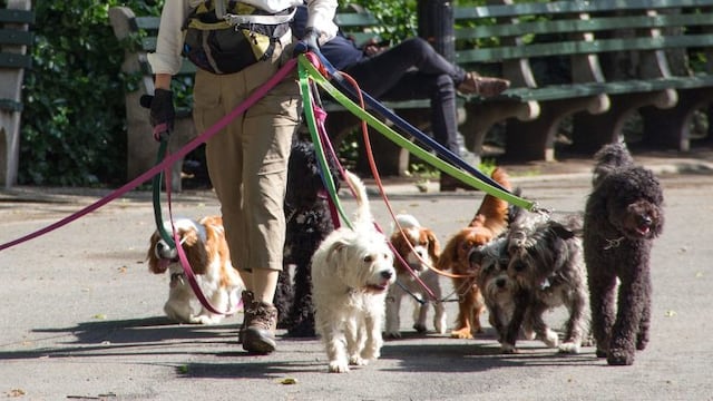 Curso gratuito de la UBA para ser paseador de perros profesional: cómo anotarse
