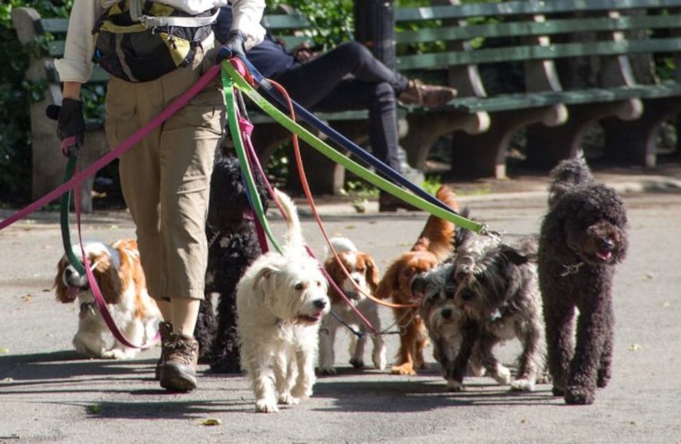 Volvieron a trabajar los paseadores de perros en la Ciudad de Buenos Aires