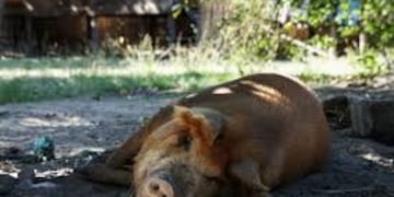Cerdo descansando - Flickr