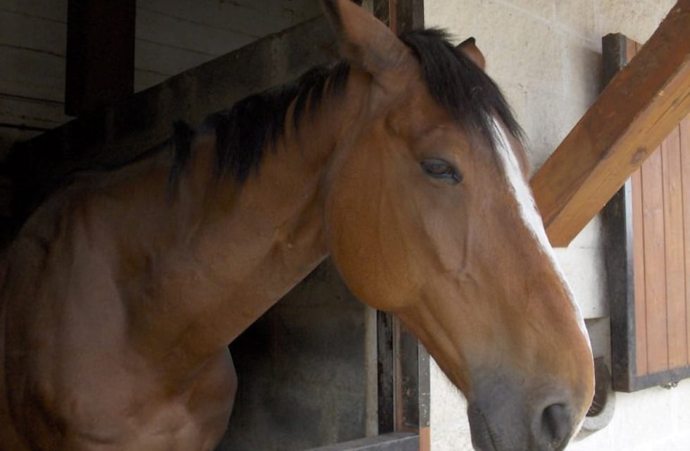 Arrastraron a su caballo con la camioneta y tendrán que declarar ante la Justicia