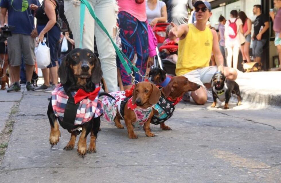 Los perros salchichas coparon la ciudad de Carlos Paz