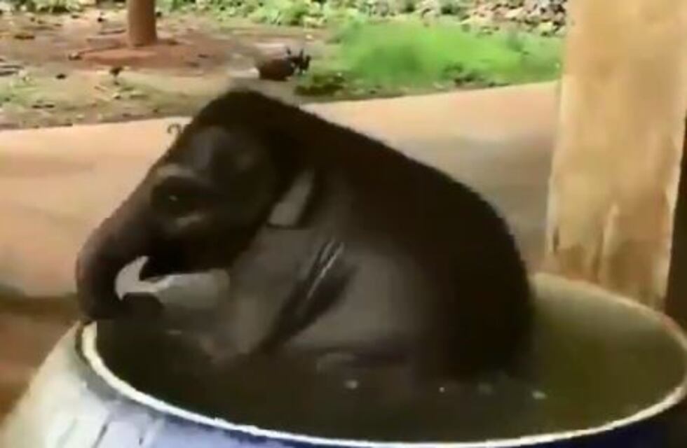 El elefante bebé que se baña y es furor en las redes