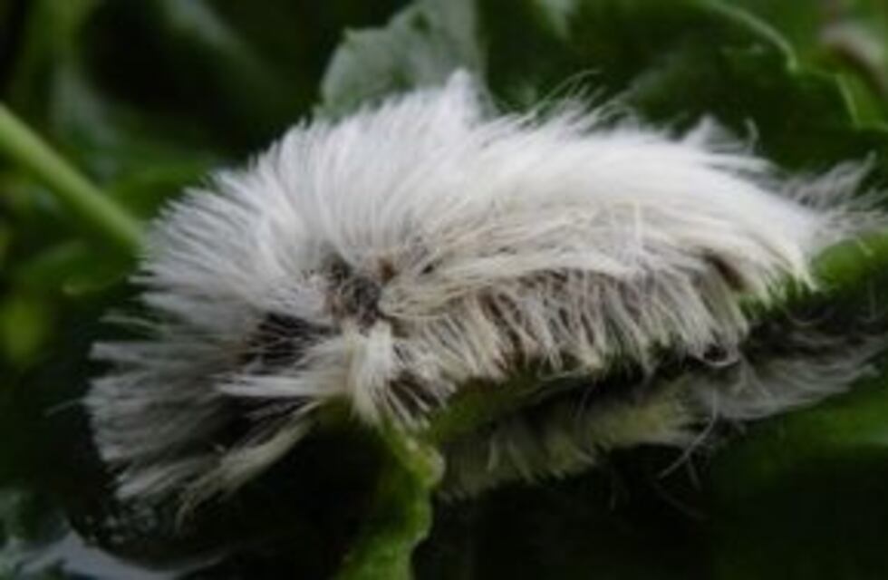 El "gusano pollo" lastimó a un niño que está fuera de peligro