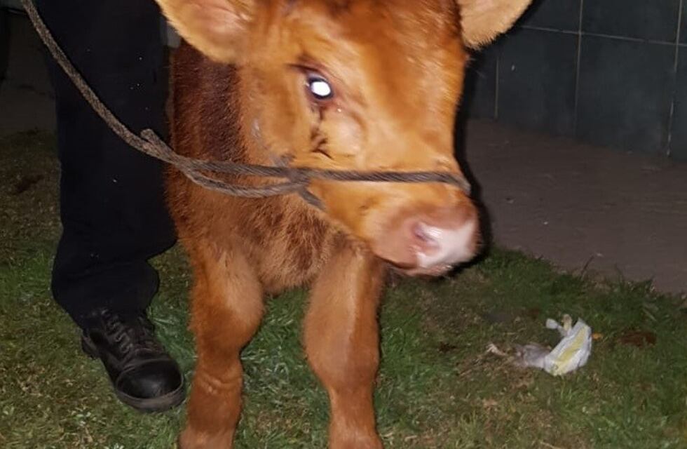 En un pequeño auto robado intentaron esconder un ternero en el asiento trasero
