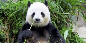 Captan un raro ejemplar de oso panda gigante albino