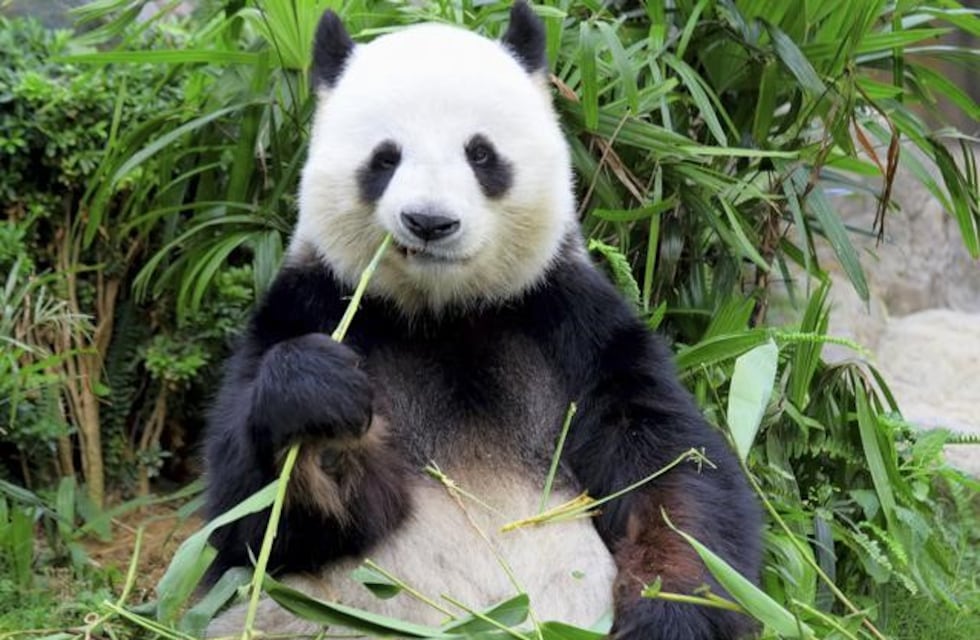 Captan por primera vez un raro ejemplar de oso panda albino
