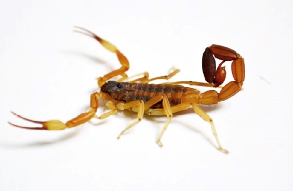 Comienza la época de alacranes en Salta