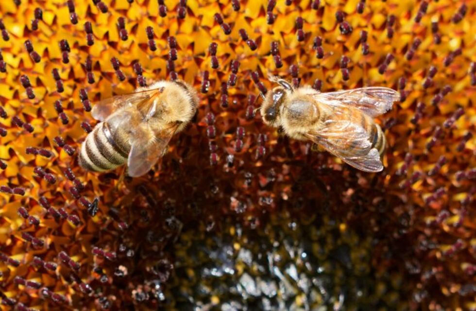 Científicos declaran a las abejas el ser vivo más importante del planeta
