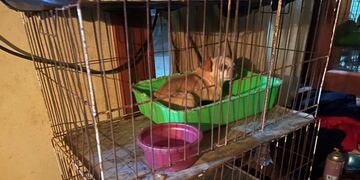 En el lugar encontraron jaulas y caniles\u002E (@carolabayru)