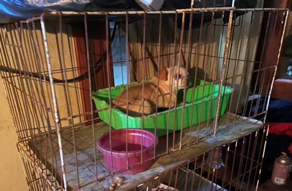 El criadero clandestino pedía hasta 25 mil pesos por un perro en Facebook