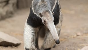 oso melero