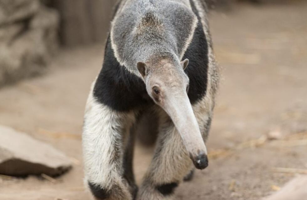 Impactante: captaron un oso melero en peligro de extinción cruzando la Autovía de Punilla
