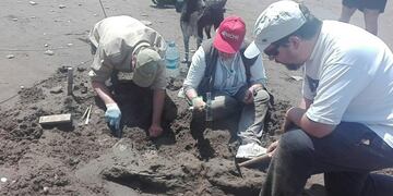 Hallan nuevos fósiles en Pehuen Co