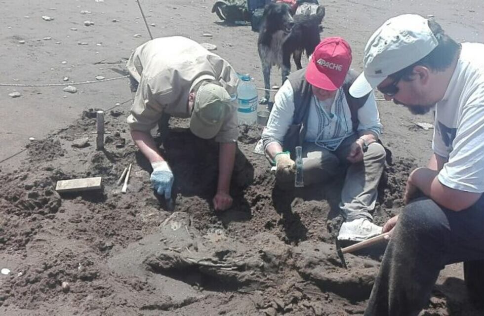 Hallan fósil en Pehuen Co: podría ser de un mamífero y tener 10 mil años