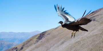 Ejemplar de cóndor andino, en la Puna jujeña