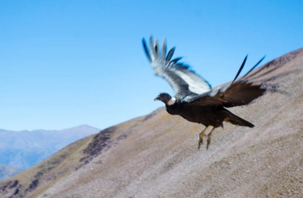 Jujuy integra plan de trabajo para proteger al cóndor andino