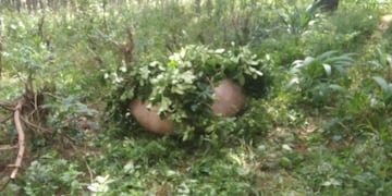 Robo de Yerba Mate\u002E