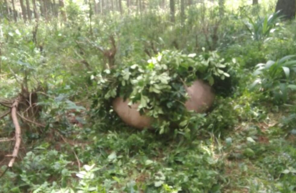 Montecarlo: capacitaron a uniformados para luchar contra el robo de yerba mate