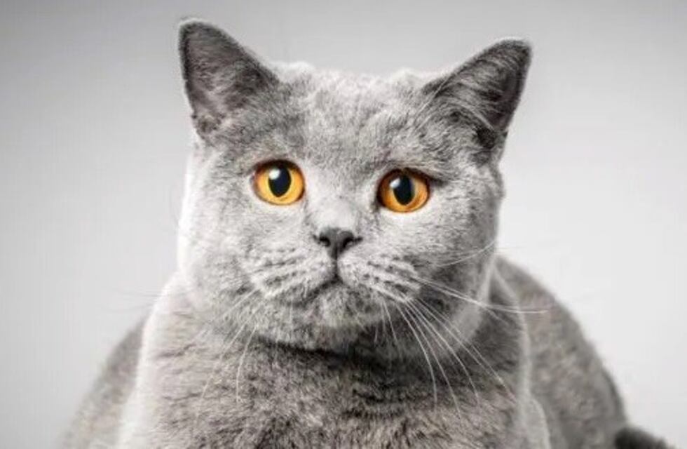 Un gato quedó atrapado en una medianera y comenzó a emitir sonidos muy curiosos