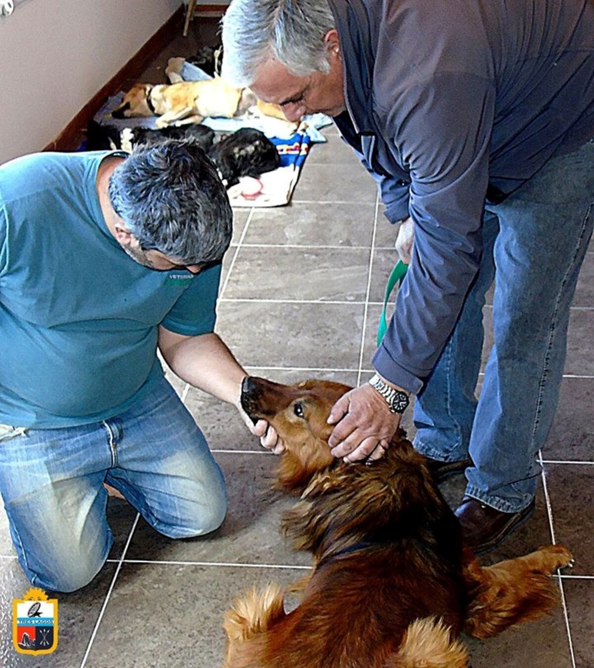 campaña castración en Tres Lagos