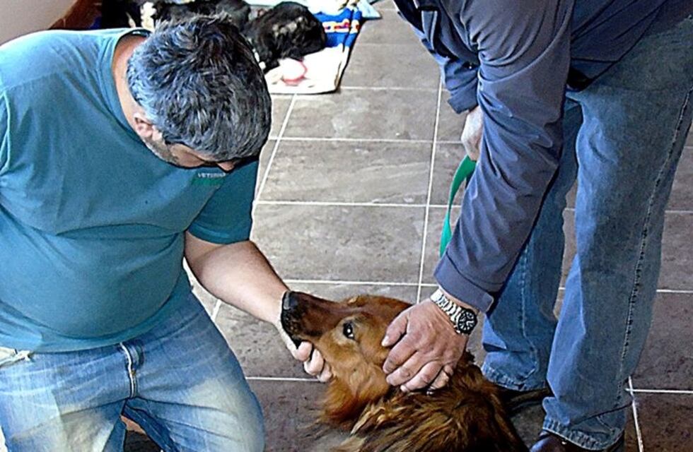 Tres Lagos: se realizó el primer operativo de castración