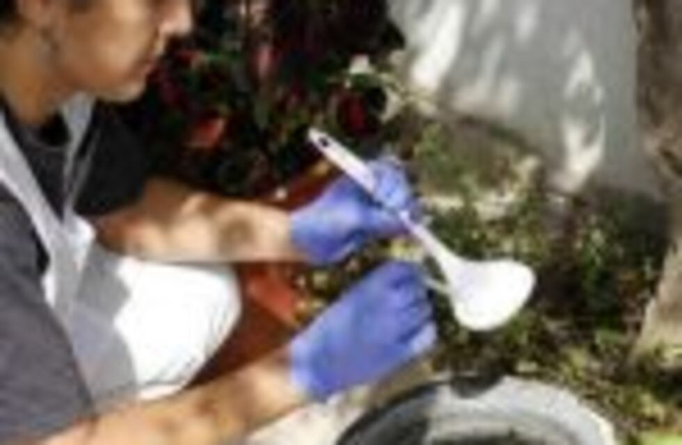 En el 4,7% de las viviendas está presente el mosquito Aedes aegypti