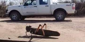 Manga de langostas pasó por el departamento de Lavalle\u002E