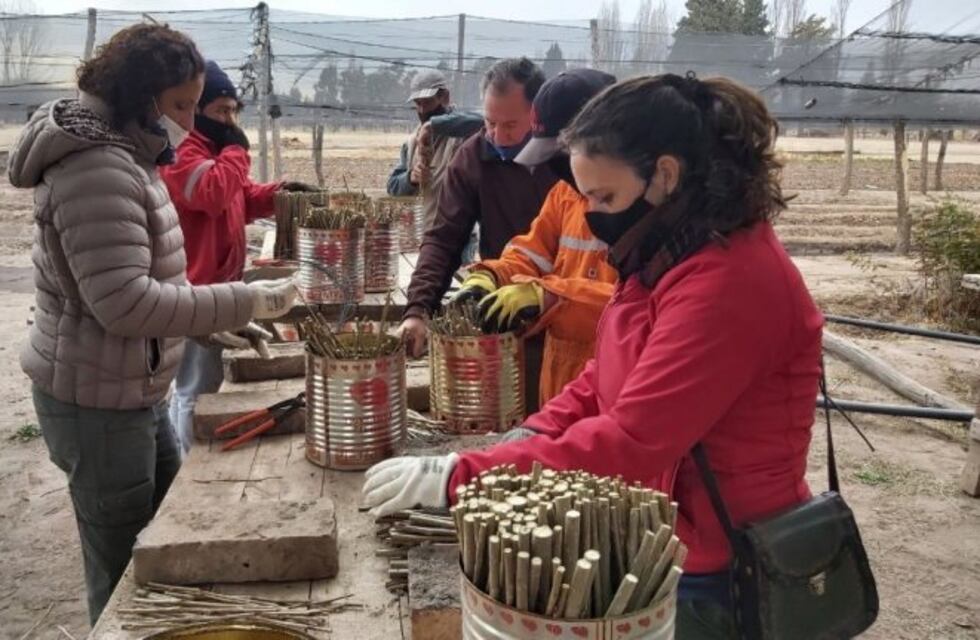 Entregan estacas de álamo para recuperar cortinas forestales en Alvear