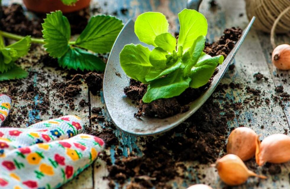 Es momento se sembrar plantas que producen frutos
