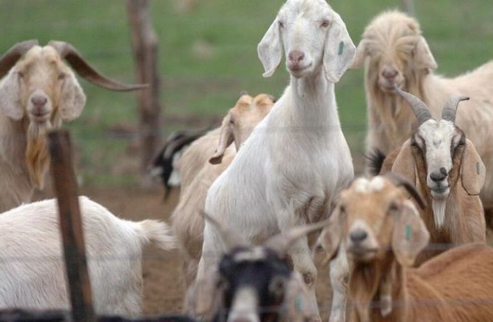 San Martín realiza un censo de su producción ganadera