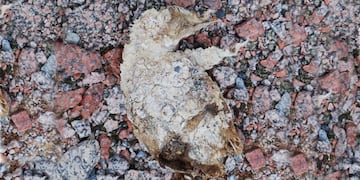 Colonia de pingüinos Adelia encontrados en la Antártida\u002E Fotos: equipos de científicos Universidad Carolina del Norte (EEUU)\u002E