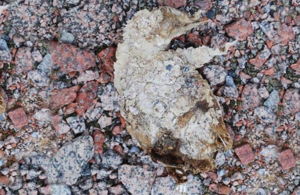Antártida: el derretimiento de glaciares dejó al descubierto un misterioso cementerio de pingüinos