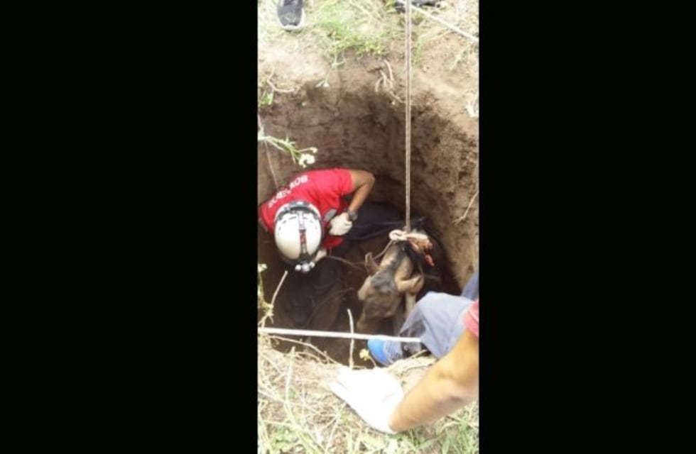 Rescatan a un potrillo que cayó en un pozo
