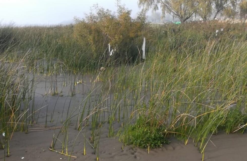 Continúan los rastrillajes por la aparición de restos humanos en Punta Lara